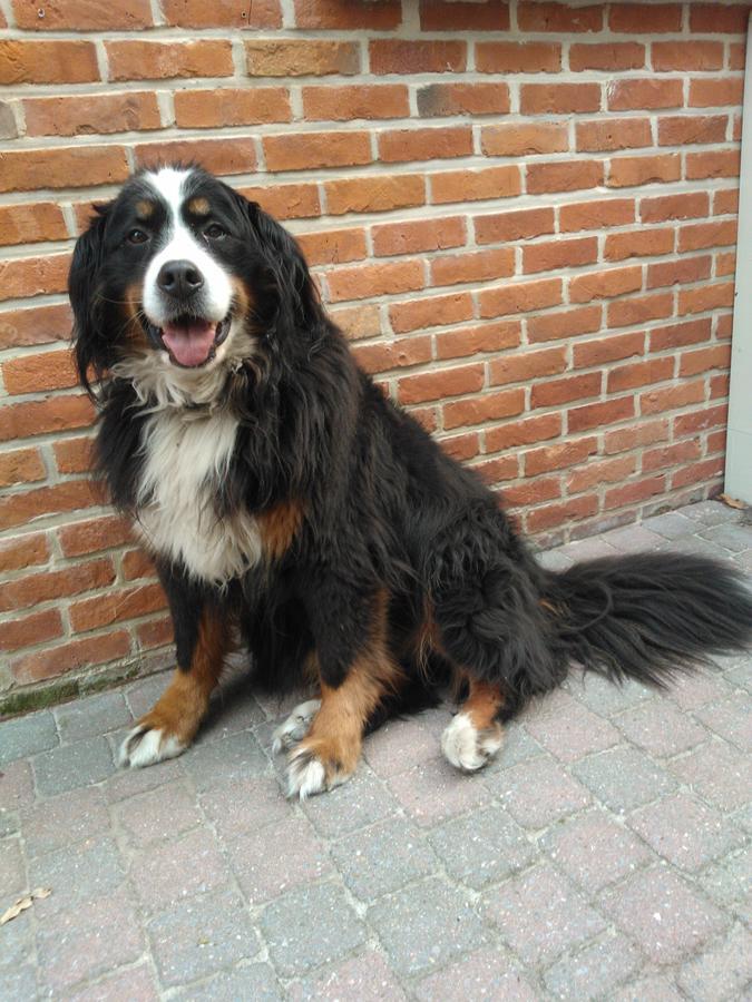 B&B Jo - Li Diepenbeek Exteriör bild